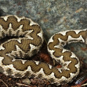 Συμβουλές για το δάγκωμα της οχιάς – Πώς προστατευόμαστε από τα φίδια