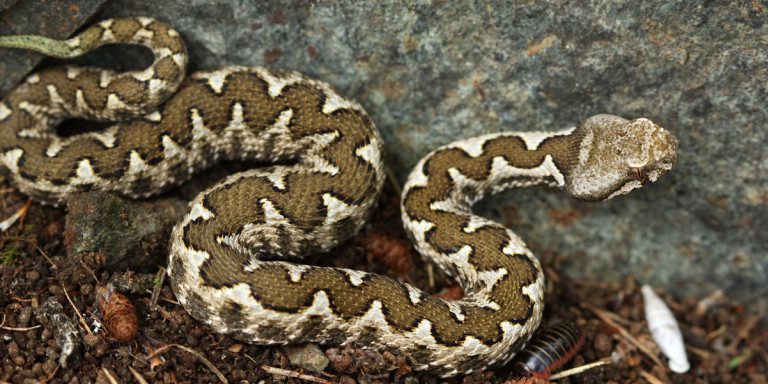 You are currently viewing Συμβουλές για το δάγκωμα της οχιάς – Πώς προστατευόμαστε από τα φίδια